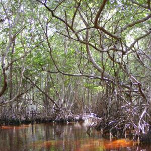 Mangrove in the Yucatan