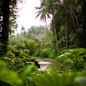 Carbon finance is enabling the long-term protection of the Alto Huayabamba concession by supporting local livelihoods.