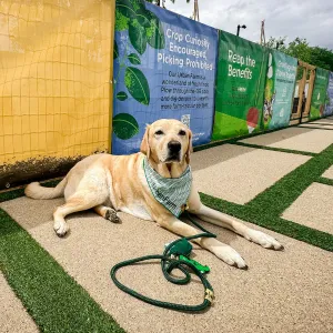 A dog laying on a pathway in front of a cloth banner lined fence.