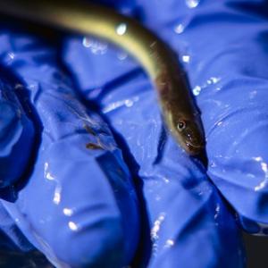 American eel resting in a gloved hand