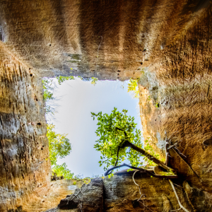 looking up through soil to a tree