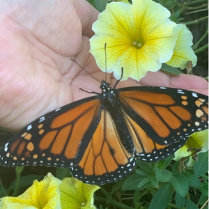 An outstretched hand holding a yellow flower. A butterfly landed in the middle.