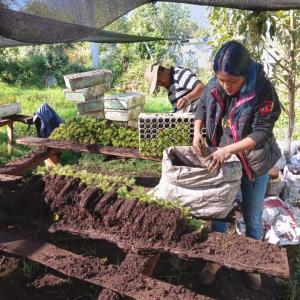 People collecting seedlings from dirt under a canopy outside.