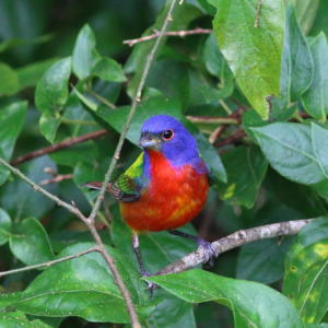 A colorful bird on a branch surrounded with leaves.