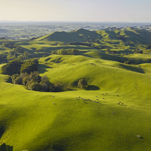 Fields with animals grazing