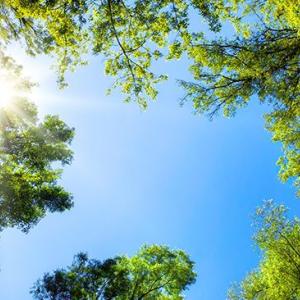 View of the sun and a clear blue sky through a canopy of trees