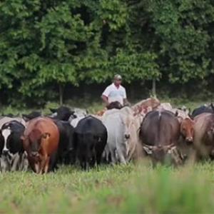 cattle