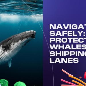 "Navigating safely: protecting whales and shipping lanes." On the left a humpback whale near the water surface.