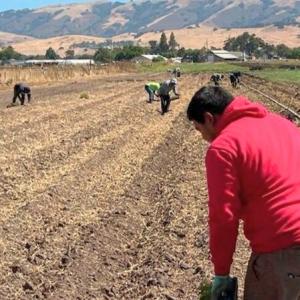 Farm workers in a field