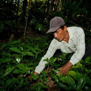 person working with plants