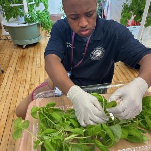 person sorting through greens