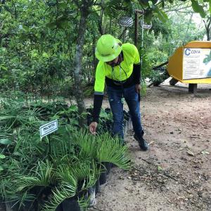 A person in high-vis clothing touching a potted plant on the ground "Palmita" sign near it.