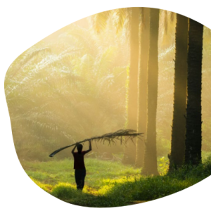 A person holding a large palm frond in a forest