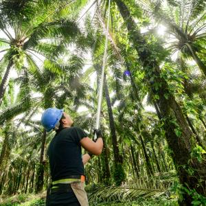 A person with a very long pole reaching up to the top of a palm tree.