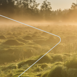 Landscape of a peat bog, light fog above.