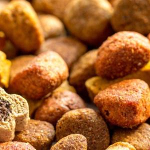 Close up of dry dog food