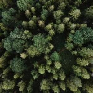 Aerial forest view