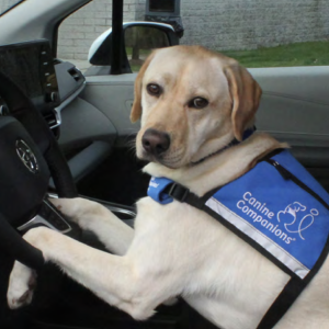 yellow lab in a blue service vest in a car