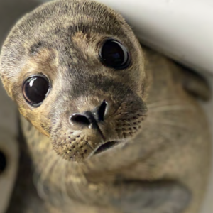 a rescued seal looks up at the camera