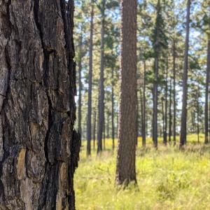 Close up of tree bark and rows of trees behind it