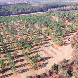 aerial view of pine tree nursery