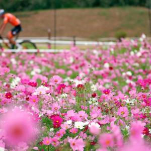 A person on a bicycle in the distance, a field of pink flowers in front. 