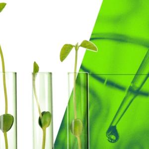 Seedlings in glass tubes. A pipette on the right with a green background.