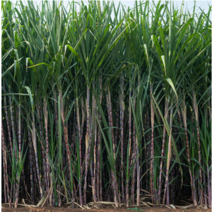 Close up of tall crops.