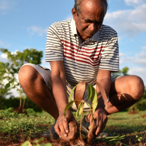 person planting a seedling