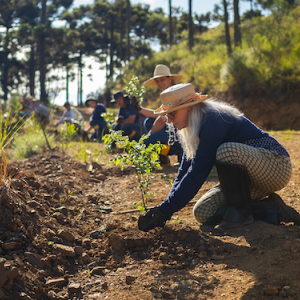 A row of people kneeling on the ground, planting trees.