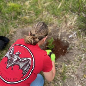 Person in red shirt planting a tree