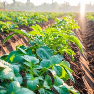 Plants in a row in a garden