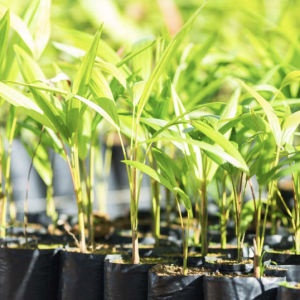 Rows of plants being grown in black bags