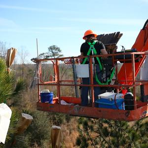 Person in a bucket truck placing pollen bags over pinecones