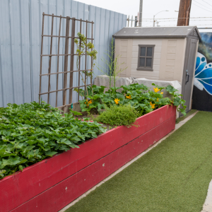 a raised bed full of green produce