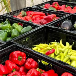 Rows of black bins full of colorful produce.