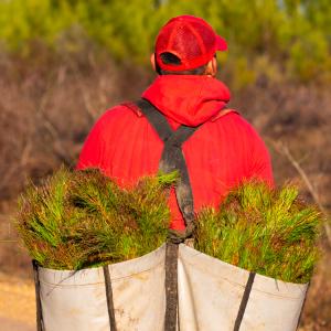 person dressed in red carrying canvas bags of branches on their back