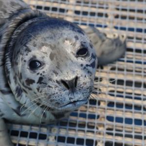 Close-up of rescued harbor seal pup DeePee during rehabilitation at the Vancouver Aquarium Marine Mammal Rescue Society in British Columbia.