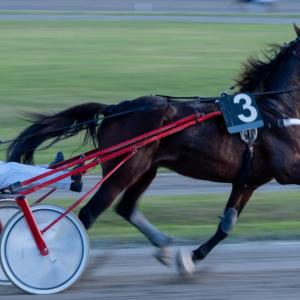 A horse pulling a jockey on a wheeled cart in a race.
