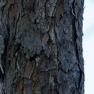 red cockaded woodpecker