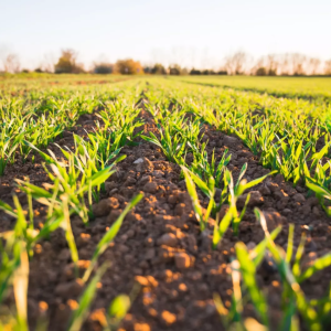 corn crop starting to grow in field