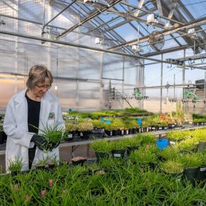 A person inside a greenhouse