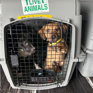 dogs in carrier