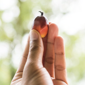 person holding a seed