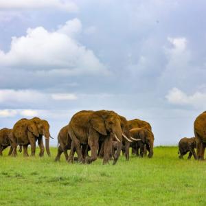 elephant herd