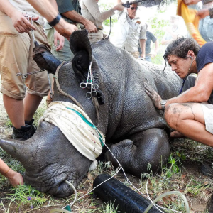 Vet helping a sick Rhino