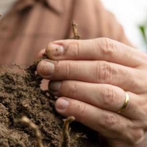 farmer examining roots in a mound of dirt