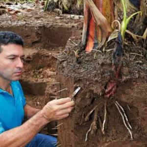 farmer in a blue shirt examining the roots of a banana tree