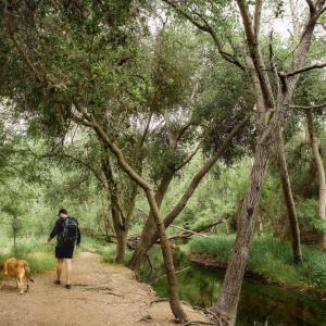 A person and a dog on a leash walking in a forested setting.