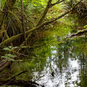 Close up of a stream in a lush green area.